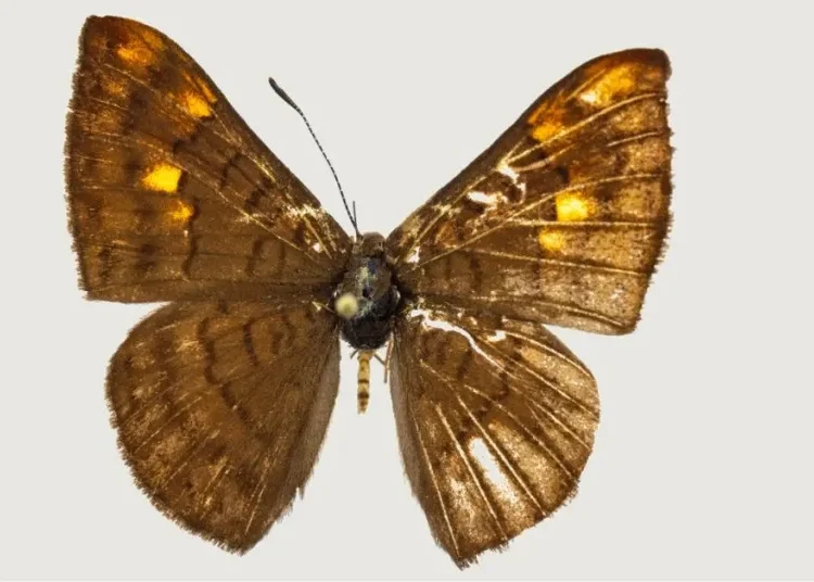 ¡Descubren nueva de mariposa endémica en Colombia! La “Emesis pacis”