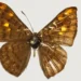 ¡Descubren nueva de mariposa endémica en Colombia! La “Emesis pacis”