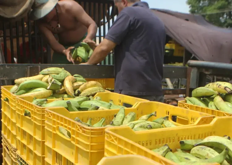 ICA presenta informe nacional del Quindío, destacando sus buenas prácticas agrícolas