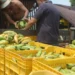 ICA presenta informe nacional del Quindío, destacando sus buenas prácticas agrícolas