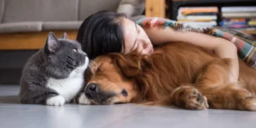 Animales de compañía no podrán ser embargadas en procesos judiciales