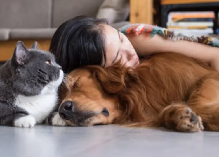 Animales de compañía no podrán ser embargadas en procesos judiciales