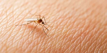 Decretan situación de emergencia y alerta ante el aumento de casos de dengue