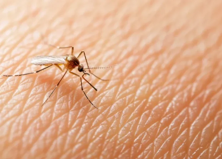 Decretan situación de emergencia y alerta ante el aumento de casos de dengue