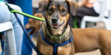 ¡Avanza el sueño! Quindío dará el primer paso para el centro de Bienestar Animal