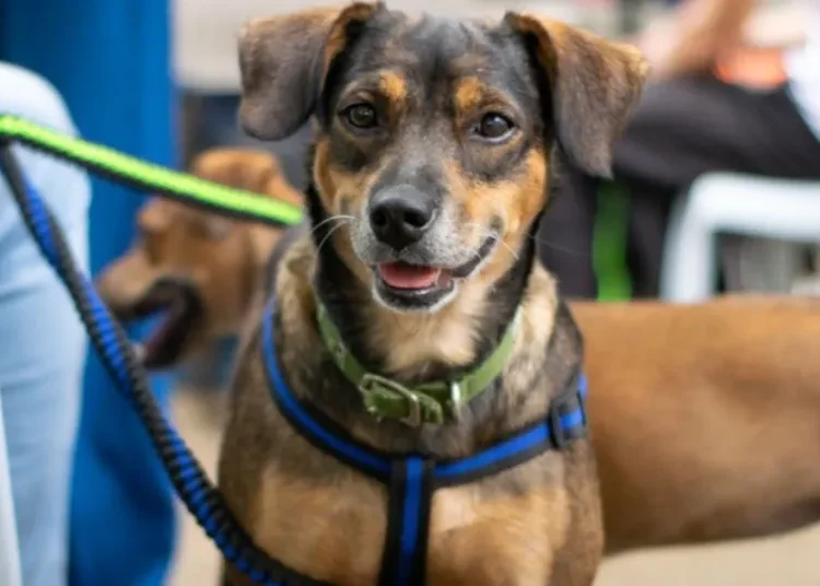 ¡Avanza el sueño! Quindío dará el primer paso para el centro de Bienestar Animal