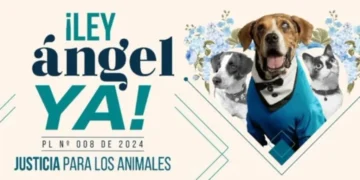 ‘Ley Ángel’ avanza en el Senado para fortalecer la lucha contra el maltrato animal