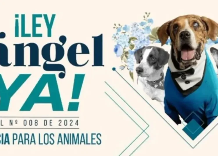 ‘Ley Ángel’ avanza en el Senado para fortalecer la lucha contra el maltrato animal