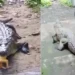 Insólito hallazgo en Palmira: rescatan un cocodrilo mantenido como mascota