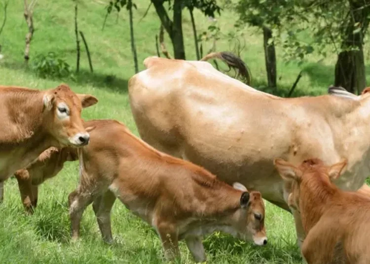 Crisis en la ganadería: mataderos clandestinos y abigeato ponen en jaque al sector