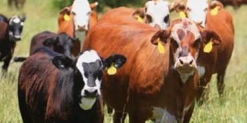 Productores ganaderos se reunirán en Quindío para fortalecer la cadena cárnica y láctea