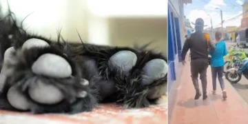 Mujer detenida en Palmira por maltrato animal: perrita de 10 meses estaba atada y herida