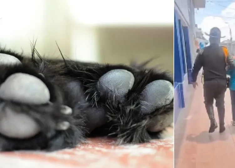 Mujer detenida en Palmira por maltrato animal: perrita de 10 meses estaba atada y herida