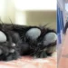 Mujer detenida en Palmira por maltrato animal: perrita de 10 meses estaba atada y herida