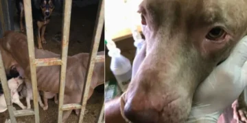 ¡Conmovedor! Rescatan a perrita y sus cachorros en estado de desnutrición