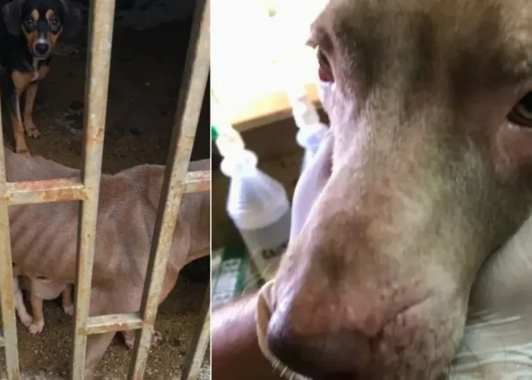 ¡Conmovedor! Rescatan a perrita y sus cachorros en estado de desnutrición