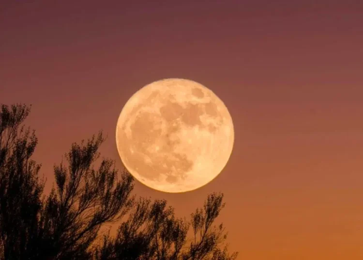 Prepárense para observar la última superluna del año: la luna del castor