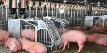 Bienestar animal: Quindío da ejemplo nacional con sus primeros productores certificados