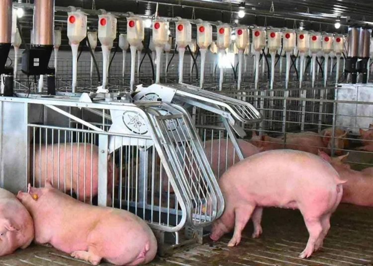 Bienestar animal: Quindío da ejemplo nacional con sus primeros productores certificados