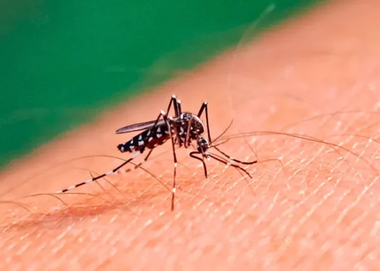 Presentan Plan de Acción para contener el aumento de casos de dengue