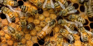 Hombre murió tras sufrir ataque de casi 200 abejas