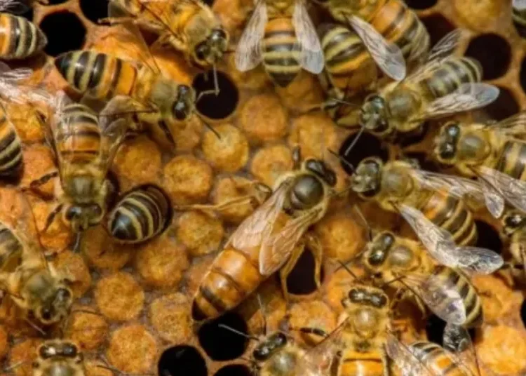Hombre murió tras sufrir ataque de casi 200 abejas