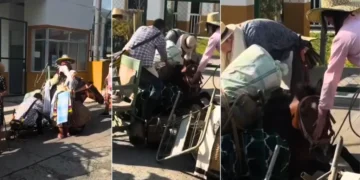 Alcaldía de Salento se pronuncia sobre presunto maltrato a un equino en el Coroteo Campesino