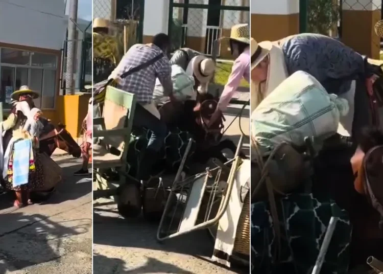 Alcaldía de Salento se pronuncia sobre presunto maltrato a un equino en el Coroteo Campesino