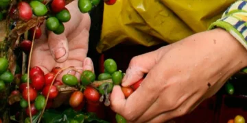 Producción cafetera colombiana cierra 2024 con cifras récord y exportaciones al alza