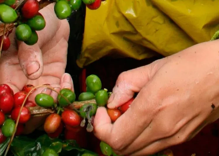 Producción cafetera colombiana cierra 2024 con cifras récord y exportaciones al alza