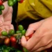 Producción cafetera colombiana cierra 2024 con cifras récord y exportaciones al alza