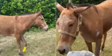 Simpática, la mula heroína que perdió una pata para salvar a una familia en el Catatumbo