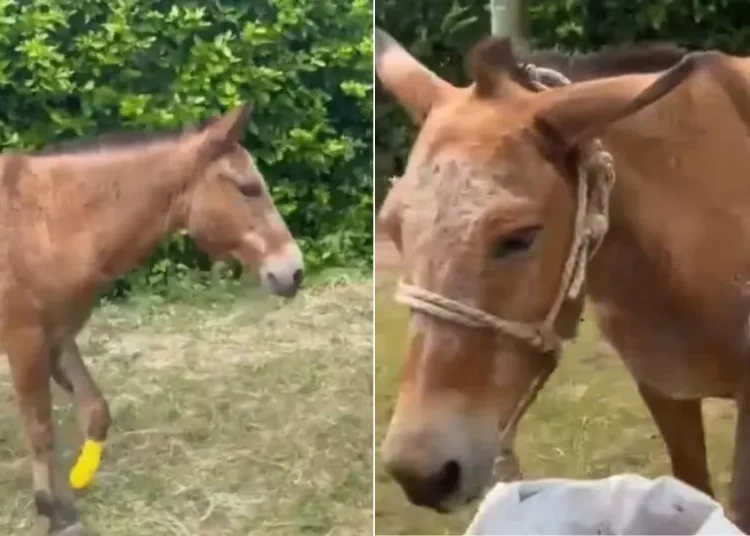 Simpática, la mula heroína que perdió una pata para salvar a una familia en el Catatumbo