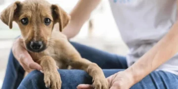 Estudiantes podrán hacer su servicio social apoyando a animales rescatados