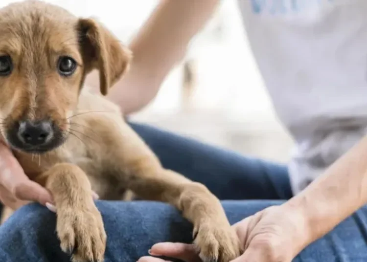Estudiantes podrán hacer su servicio social apoyando a animales rescatados