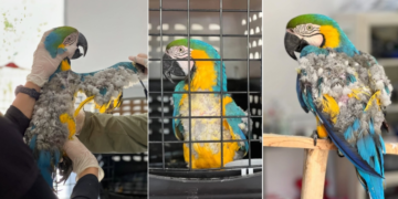 15 años de encierro: la historia de una guacamaya rescatada en Sonsón