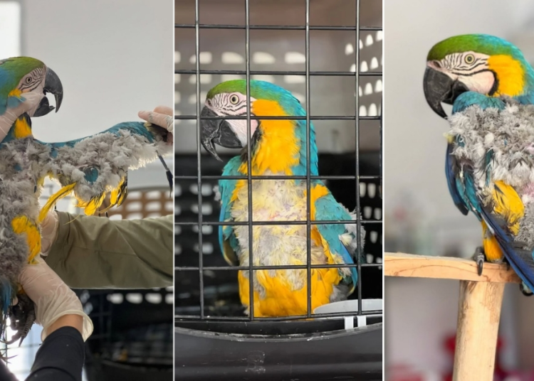 15 años de encierro: la historia de una guacamaya rescatada en Sonsón