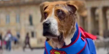 Ley Ángel es aprobada y refuerza la lucha contra el maltrato animal en Colombia