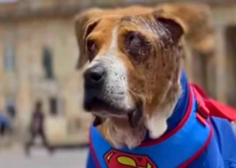 Ley Ángel es aprobada y refuerza la lucha contra el maltrato animal en Colombia