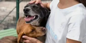 Armenia destinará $300 millones para jornada de esterilización de animales