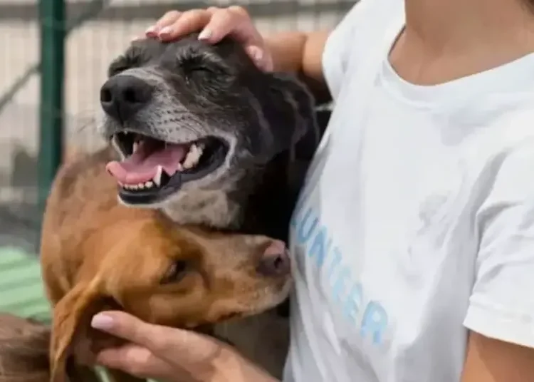 Armenia destinará $300 millones para jornada de esterilización de animales