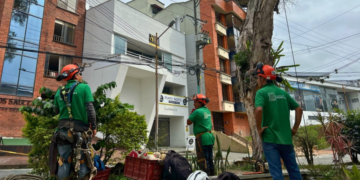 Intervienen 150 árboles en Armenia para prevenir riesgos en la comunidad