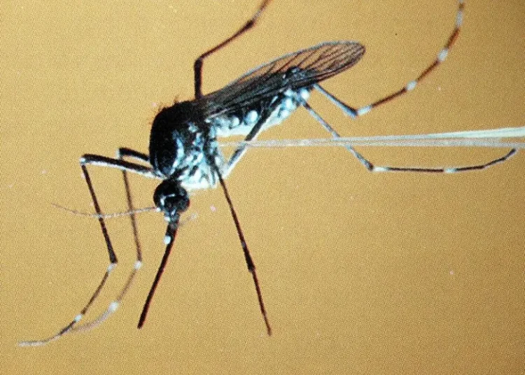 Fiebre amarilla en Colombia: van 56 casos confirmados en medio de emergencia sanitaria