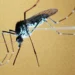 Fiebre amarilla en Colombia: van 56 casos confirmados en medio de emergencia sanitaria
