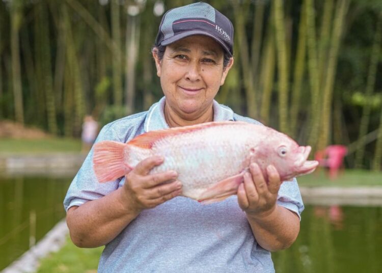 Tilapia, trucha y cachama pescados más consumidos en Semana Santa