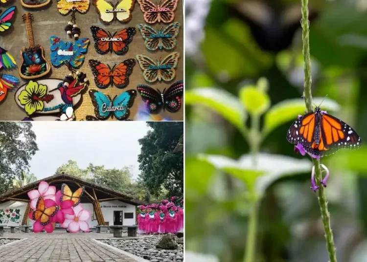 ¡Calarcá se viste de alas! La ‘Capital Mundial de las Mariposas’ se lanza desde el corazón del Quindío