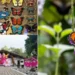¡Calarcá se viste de alas! La ‘Capital Mundial de las Mariposas’ se lanza desde el corazón del Quindío